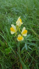 Linaria vulgaris
