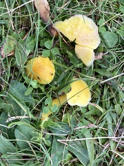 Hygrocybe ceracea