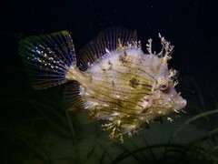 Chaetodermis penicilligerus