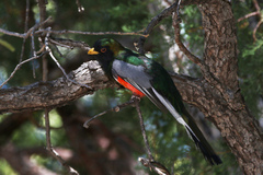 Trogon elegans