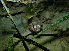 Maxillicosta scabriceps