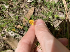 Zornia dyctiocarpa