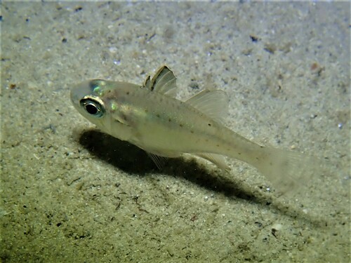 Gobbleguts (Ostorhinchus rueppellii) — Apogonidae — 4