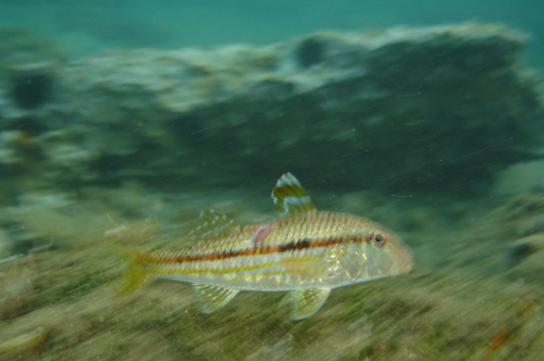 Mullus surmuletus
