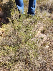 Euchaetis