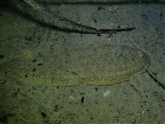 Spotfin Tongue Sole photo 3
