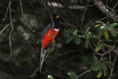 Trogon elegans