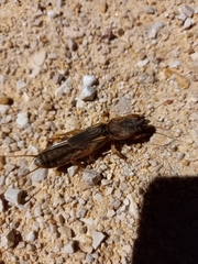 Gryllotalpa gryllotalpa