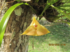 Maxillaria egertoniana