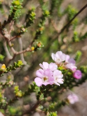 Euchaetis
