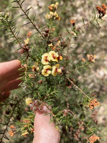 Image of Dillwynia sieberi by (c) Thomas Mesaglio, some rights reserved (CC BY)