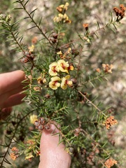 Dillwynia sieberi