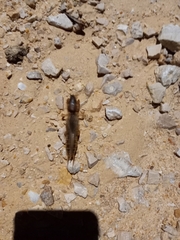 Gryllotalpa gryllotalpa