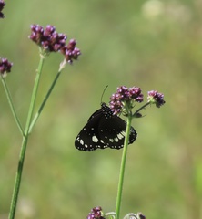 Euploea core corinna