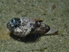 Maxillicosta scabriceps