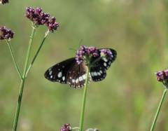 Euploea core corinna