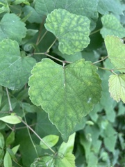 Ampelopsis glandulosa hancei