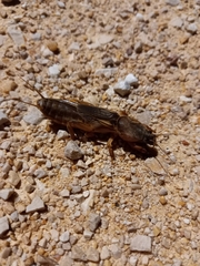 Gryllotalpa gryllotalpa