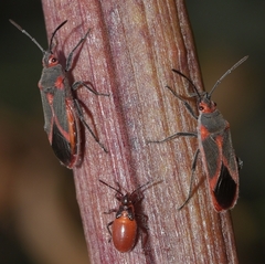 Caenocoris nerii