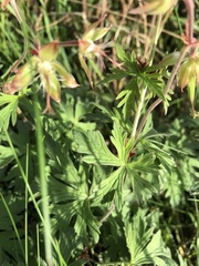 Geranium pratense