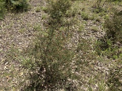 Dillwynia sieberi