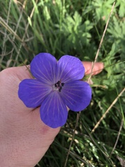 Geranium pratense