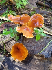Physalacriaceae
