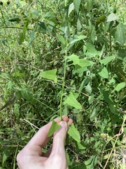 Chenopodium trigonon