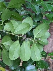Ilex