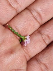 Euchaetis