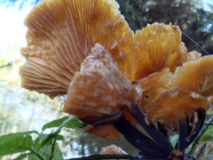 Physalacriaceae