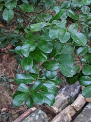 Ilex