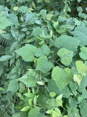 Ampelopsis glandulosa hancei