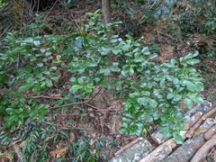 Ilex