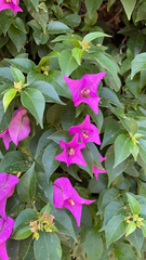 Bougainvillea glabra