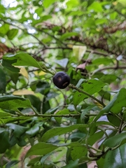 Ilex