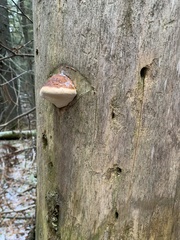 Fomitopsis pinicola