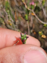 Euchaetis