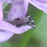 Trypetoptera punctulata