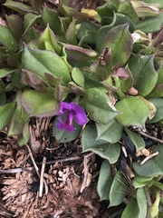 Polygala amatymbica