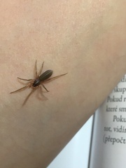 Trachyzelotes pedestris