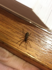 Trachyzelotes pedestris