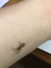 Trachyzelotes pedestris