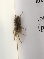 Trachyzelotes pedestris