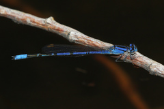 Enallagma semicirculare