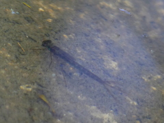 Austrolestes colensonis