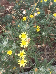 Asteraceae