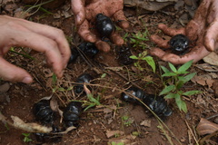 Heliocopris bucephalus