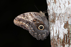 Caligo telamonius menus