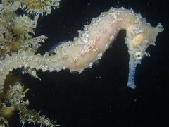 Hippocampus subelongatus
